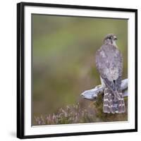 Merlin (Falco Columbarius) Female on Perch with Meadow Pipit Chick Prey, Sutherland, Scotland, UK-Rob Jordan-Framed Photographic Print