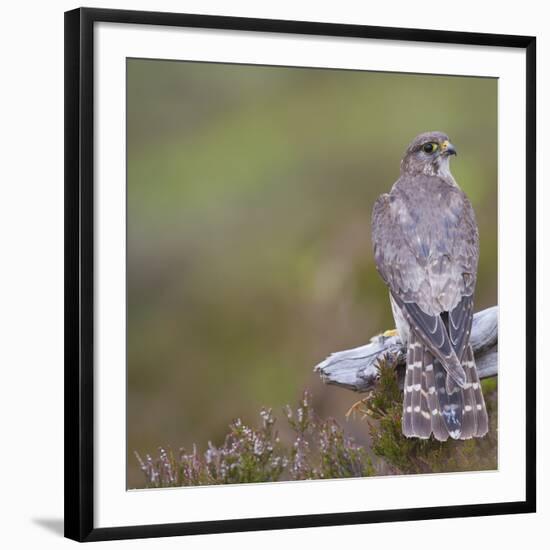 Merlin (Falco Columbarius) Female on Perch with Meadow Pipit Chick Prey, Sutherland, Scotland, UK-Rob Jordan-Framed Photographic Print