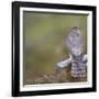 Merlin (Falco Columbarius) Female on Perch with Meadow Pipit Chick Prey, Sutherland, Scotland, UK-Rob Jordan-Framed Photographic Print