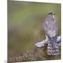 Merlin (Falco Columbarius) Female on Perch with Meadow Pipit Chick Prey, Sutherland, Scotland, UK-Rob Jordan-Mounted Photographic Print