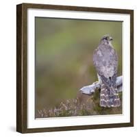 Merlin (Falco Columbarius) Female on Perch with Meadow Pipit Chick Prey, Sutherland, Scotland, UK-Rob Jordan-Framed Photographic Print