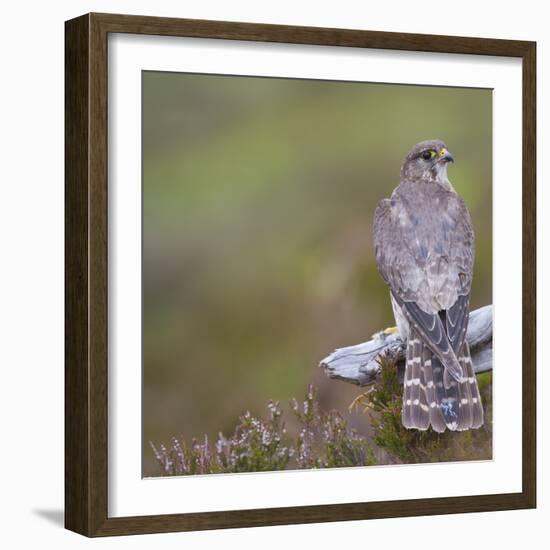 Merlin (Falco Columbarius) Female on Perch with Meadow Pipit Chick Prey, Sutherland, Scotland, UK-Rob Jordan-Framed Photographic Print