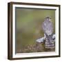 Merlin (Falco Columbarius) Female on Perch with Meadow Pipit Chick Prey, Sutherland, Scotland, UK-Rob Jordan-Framed Photographic Print