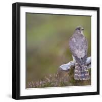 Merlin (Falco Columbarius) Female on Perch with Meadow Pipit Chick Prey, Sutherland, Scotland, UK-Rob Jordan-Framed Photographic Print