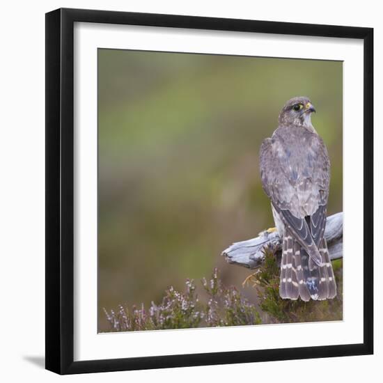 Merlin (Falco Columbarius) Female on Perch with Meadow Pipit Chick Prey, Sutherland, Scotland, UK-Rob Jordan-Framed Photographic Print