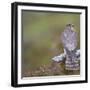 Merlin (Falco Columbarius) Female on Perch with Meadow Pipit Chick Prey, Sutherland, Scotland, UK-Rob Jordan-Framed Photographic Print