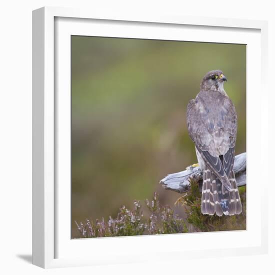 Merlin (Falco Columbarius) Female on Perch with Meadow Pipit Chick Prey, Sutherland, Scotland, UK-Rob Jordan-Framed Photographic Print