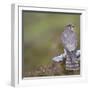 Merlin (Falco Columbarius) Female on Perch with Meadow Pipit Chick Prey, Sutherland, Scotland, UK-Rob Jordan-Framed Photographic Print