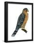 Merlin (Falco Columbarius), Pigeon Hawk, Birds-Encyclopaedia Britannica-Framed Poster