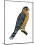 Merlin (Falco Columbarius), Pigeon Hawk, Birds-Encyclopaedia Britannica-Mounted Poster