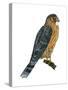 Merlin (Falco Columbarius), Pigeon Hawk, Birds-Encyclopaedia Britannica-Stretched Canvas