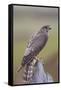 Merlin Female on Perch with Meadow Pipit Chick Prey for its Offspring. Sutherland, Scotland, June-Rob Jordan-Framed Stretched Canvas