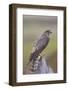 Merlin Female on Perch with Meadow Pipit Chick Prey for its Offspring. Sutherland, Scotland, June-Rob Jordan-Framed Photographic Print