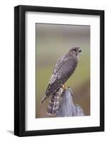 Merlin Female on Perch with Meadow Pipit Chick Prey for its Offspring. Sutherland, Scotland, June-Rob Jordan-Framed Photographic Print