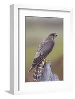 Merlin Female on Perch with Meadow Pipit Chick Prey for its Offspring. Sutherland, Scotland, June-Rob Jordan-Framed Photographic Print