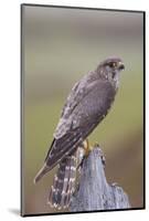 Merlin Female on Perch with Meadow Pipit Chick Prey for its Offspring. Sutherland, Scotland, June-Rob Jordan-Mounted Photographic Print