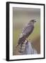 Merlin Female on Perch with Meadow Pipit Chick Prey for its Offspring. Sutherland, Scotland, June-Rob Jordan-Framed Photographic Print