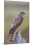 Merlin Female on Perch with Meadow Pipit Chick Prey for its Offspring. Sutherland, Scotland, June-Rob Jordan-Mounted Photographic Print