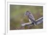 Merlin Female on Perch with Meadow Pipit Chick Prey for its Offspring. Sutherland, Scotland, June-Rob Jordan-Framed Photographic Print