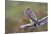 Merlin Female on Perch with Meadow Pipit Chick Prey for its Offspring. Sutherland, Scotland, June-Rob Jordan-Mounted Photographic Print