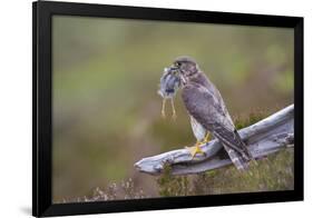 Merlin Female on Perch with Meadow Pipit Chick Prey for its Offspring. Sutherland, Scotland, June-Rob Jordan-Framed Photographic Print