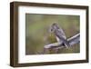 Merlin Female on Perch with Meadow Pipit Chick Prey for its Offspring. Sutherland, Scotland, June-Rob Jordan-Framed Photographic Print