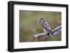 Merlin Female on Perch with Meadow Pipit Chick Prey for its Offspring. Sutherland, Scotland, June-Rob Jordan-Framed Photographic Print