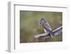 Merlin Female on Perch with Meadow Pipit Chick Prey for its Offspring. Sutherland, Scotland, June-Rob Jordan-Framed Photographic Print