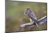 Merlin Female on Perch with Meadow Pipit Chick Prey for its Offspring. Sutherland, Scotland, June-Rob Jordan-Mounted Photographic Print