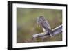 Merlin Female on Perch with Meadow Pipit Chick Prey for its Offspring. Sutherland, Scotland, June-Rob Jordan-Framed Photographic Print