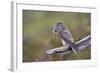 Merlin Female on Perch with Meadow Pipit Chick Prey for its Offspring. Sutherland, Scotland, June-Rob Jordan-Framed Photographic Print