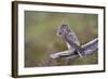 Merlin Female on Perch with Meadow Pipit Chick Prey for its Offspring. Sutherland, Scotland, June-Rob Jordan-Framed Photographic Print