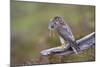 Merlin Female on Perch with Meadow Pipit Chick Prey for its Offspring. Sutherland, Scotland, June-Rob Jordan-Mounted Photographic Print