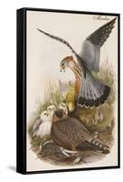 Merlin-John Gould-Framed Stretched Canvas