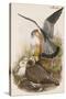 Merlin-John Gould-Stretched Canvas