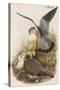 Merlin-John Gould-Stretched Canvas
