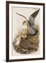 Merlin-John Gould-Framed Art Print
