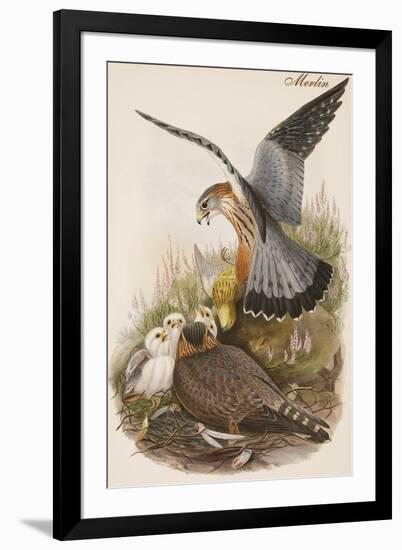 Merlin-John Gould-Framed Art Print