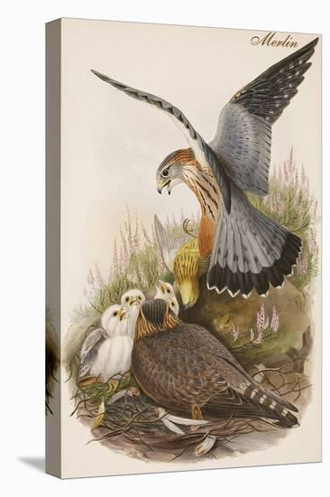 Merlin-John Gould-Stretched Canvas