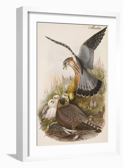 Merlin-John Gould-Framed Art Print