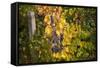 Merlot Grapes at Pernod Ricard's Helan Mountain Winery, Ningxia, China-Janis Miglavs-Framed Stretched Canvas