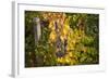 Merlot Grapes at Pernod Ricard's Helan Mountain Winery, Ningxia, China-Janis Miglavs-Framed Photographic Print