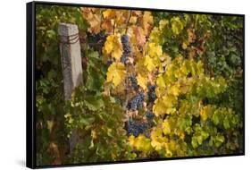 Merlot Grapes at Pernod Ricard's Helan Mountain Winery, Ningxia, China-Janis Miglavs-Framed Stretched Canvas