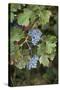 Merlot Grapes at Pernod Ricard's Helan Mountain Winery, Ningxia, China-Janis Miglavs-Stretched Canvas