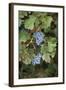 Merlot Grapes at Pernod Ricard's Helan Mountain Winery, Ningxia, China-Janis Miglavs-Framed Photographic Print