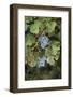 Merlot Grapes at Pernod Ricard's Helan Mountain Winery, Ningxia, China-Janis Miglavs-Framed Photographic Print