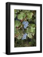 Merlot Grapes at Pernod Ricard's Helan Mountain Winery, Ningxia, China-Janis Miglavs-Framed Photographic Print