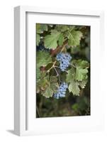 Merlot Grapes at Pernod Ricard's Helan Mountain Winery, Ningxia, China-Janis Miglavs-Framed Photographic Print