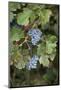 Merlot Grapes at Pernod Ricard's Helan Mountain Winery, Ningxia, China-Janis Miglavs-Mounted Photographic Print