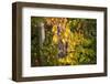 Merlot Grapes at Pernod Ricard's Helan Mountain Winery, Ningxia, China-Janis Miglavs-Framed Photographic Print